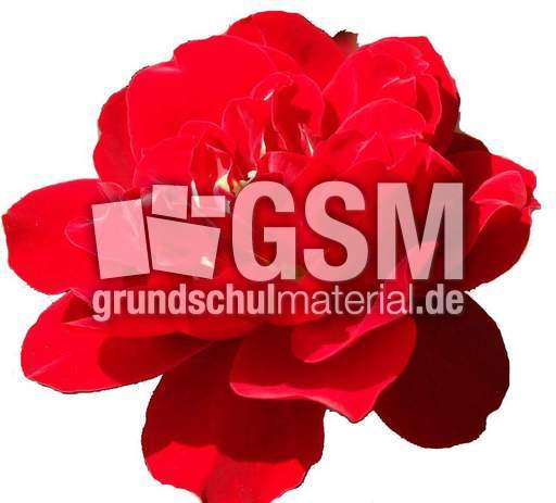 Sommerblumen 040.jpg